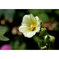 thumbnail image 3 of Hollyhocks Single Mix Seeds /Full Sun /Perennial /Zellajake Farm and Garden - 675 Seeds 1/4 oz - B278, 3 of 5