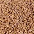 thumbnail image 3 of Organic Einkorn Wheat Berries - 48lbs, 3 of 9