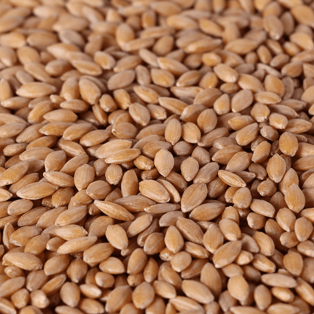 Rani-Cracked-Wheat {4 Sizes Available Rani-Cracked-Wheat {4 Sizes Available