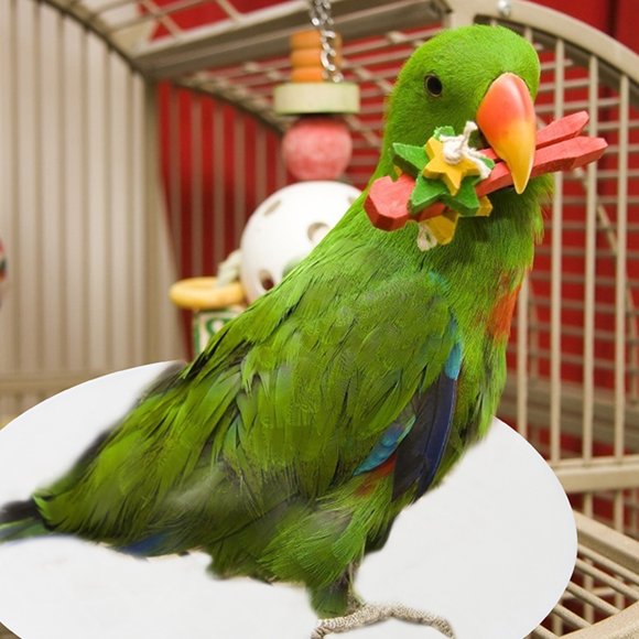 Luxshiny 100Ud Desechable Para De Jaulas De Pájaros Con Material Resistente Y Absorbente