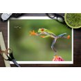 thumbnail image 3 of Tree Frog Leaping for Fly (9x12 Wall Art Print, Home Decor), 3 of 3
