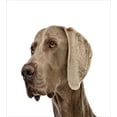 thumbnail image 3 of Ambesonne Weimaraner Duvet Cover Set, Close-up Dog Portrait, Calking, White Cocoa Tan, 3 of 3