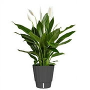 W-PFR ELMT 6" PEPEROMIA VARI DECO SELF WATERING POT TERRA COTTA