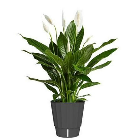 W-PFR ELMT 6" PEPEROMIA VARI DECO SELF WATERING POT TERRA COTTA