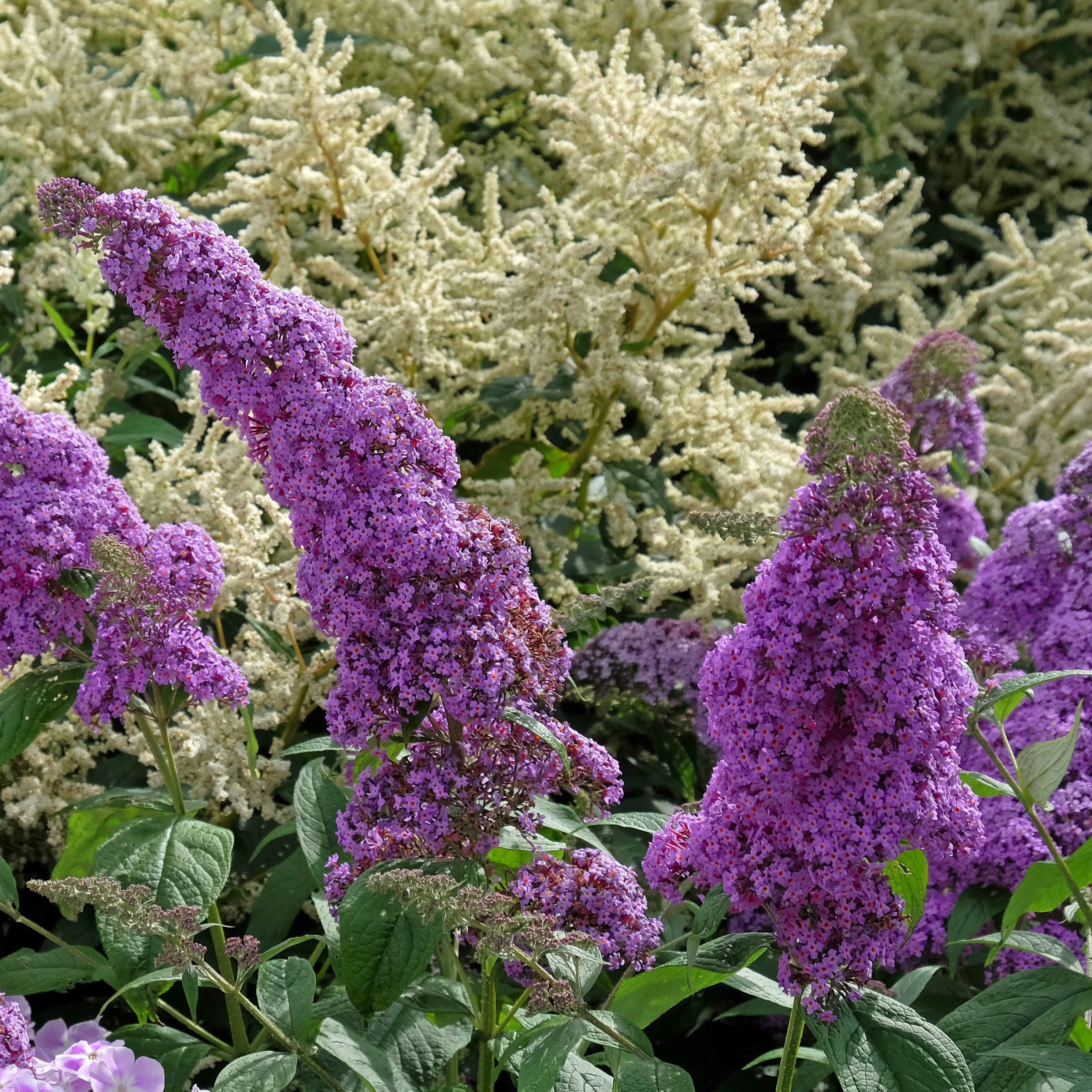 National Plant Network 3.25 in. Buddleia Nanho Purple (4-Pack)