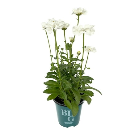 Better Homes & Gardens 2QT White Yellow Shasta Daisy Live Plant Grower Pot Sun