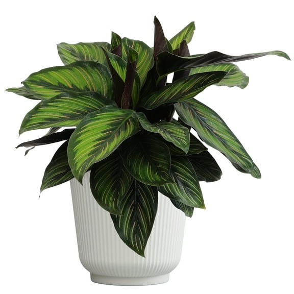 Element Calathea Ornata Live Plant in 6" White Decor Pot (Approx 15" Tall) Prayer Plant
