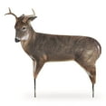 thumbnail image 3 of Montana Decoy The Freshman Deer Decoy, 3 of 5