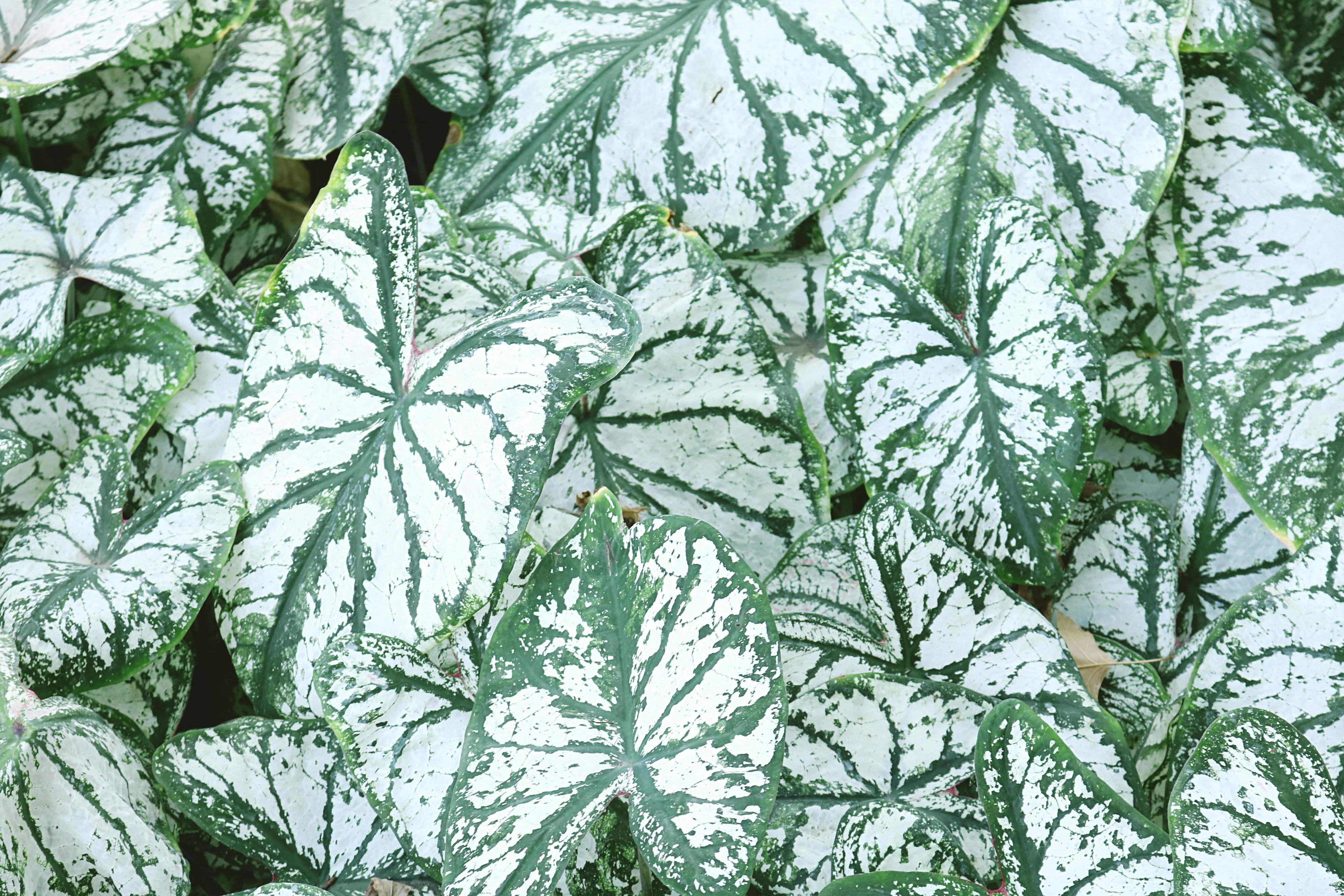 Better Homes & Gardens 1QT Caladium White & Green Perennial Live Plant