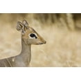 thumbnail image 2 of Williams, Joanne 24x17 White Modern Wood Framed Museum Art Print Titled - Kenya Profile of dik dik, 2 of 4