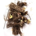 thumbnail image 2 of Mixed Siberian Iris sibirica - 9 root divisions, 2 of 3