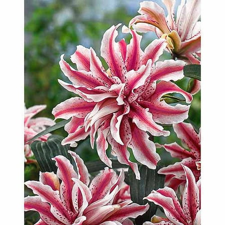 Bloomsz Oriental Lily, Double, Award Winning Magic Star, Flower Bulbs, 3 pk