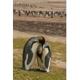 thumbnail image 2 of Illg, Cathy and Gordon 23x32 Black Ornate Wood Framed with Double Matting Museum Art Print Titled - Saunders Isl Gentoo penguins and king penguins, 2 of 4