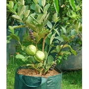 Ruby Supreme Red Guava tree air layered Tree. 3 Gallon pot. Ship to all states
