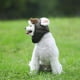 thumbnail image 4 of EeaseMX Disfraz de mascota, maquillaje creativo, sombrero decorativo para perro y gato (café, talla M), 4 of 7