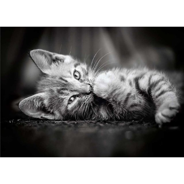 Pintura de diamante (DE4734) 5D DIY gato tumbado cuadrado bordado decoración del hogar 40x50cm FLhrweasw Nuevo