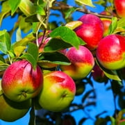 Brighter Blooms - McIntosh Apple Tree, 3-4 ft. - No Shipping To AK, AZ, CA, HI, ID, OR, WA