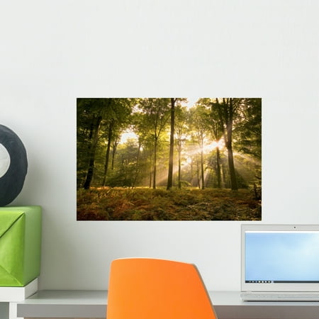 - Sunbeams Piercing Forest Canopy Wall Mural by Wallmonkeys Peel and Stick Graphic (18 in W x 12 in H) WM211338