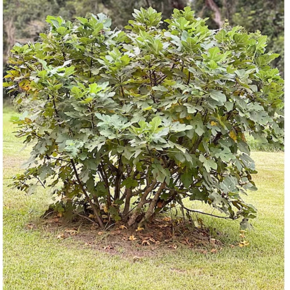 Expert Gardener 18" Purple Olympian Fig Live Plants in 11" Grower Pot, Fruiting