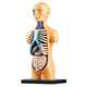 thumbnail image 1 of Modelo de Cuerpo de Torso Humano AnatóMico ExtraíBle 3D para EducacióN Juguete Estructura del Cuerpo Humano EnseñAnza para NiñO Chico Estudiante, 1 of 7