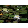 thumbnail image 2 of Dana Underdahl 4x24 White Modern Wood Framed Wall Art Titled - White Water Lily II, 2 of 5
