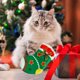 thumbnail image 1 of Juguetes para Perros Pequeños XWSHYW Sonajero Papel Menta Navidad, 1 of 6