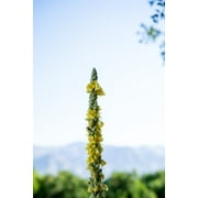 Plant Good Seed Mullein Seeds: Yellow Flowers, Green Leaves for Herbal Tea, Full Sun Easy Biennial
