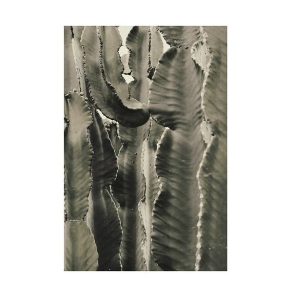 Trademark Fine Art Pictufy Studio III Cactus 2 Canvas Wall Art