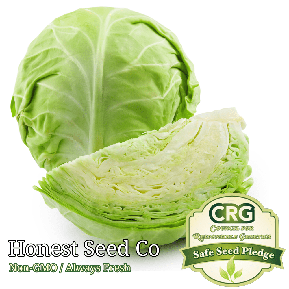Honest Seed 400+ Non GMO Green Cabbage Plant Seeds