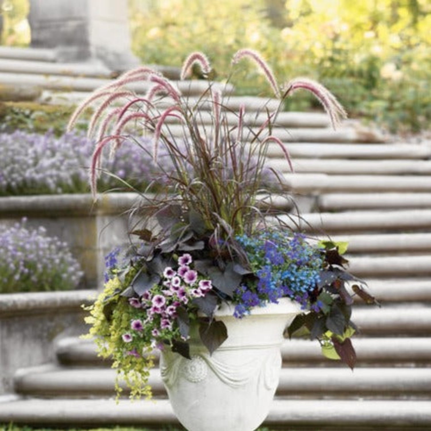 Proven Winners 8" Purple Graceful Grasses Purple Fountain Grass Purple Fountain Grass Live Plant in 6.5" Pot