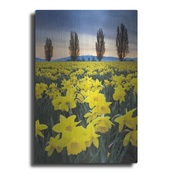 Luxe Metal Art 'Skagit Valley Daffodils I' by Alan Majchrowicz,Metal Wall Art, 12"x16"