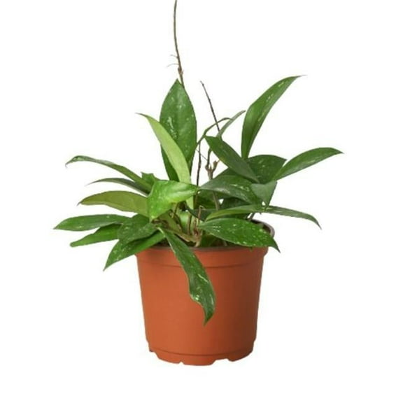 House Plant Dropship 6-HOYA-PUBLICALYX 6 in. Hoya Publicalyx Pot