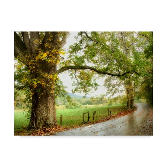 Trademark Fine Art 'Wet Path' Canvas Art by Danny Head