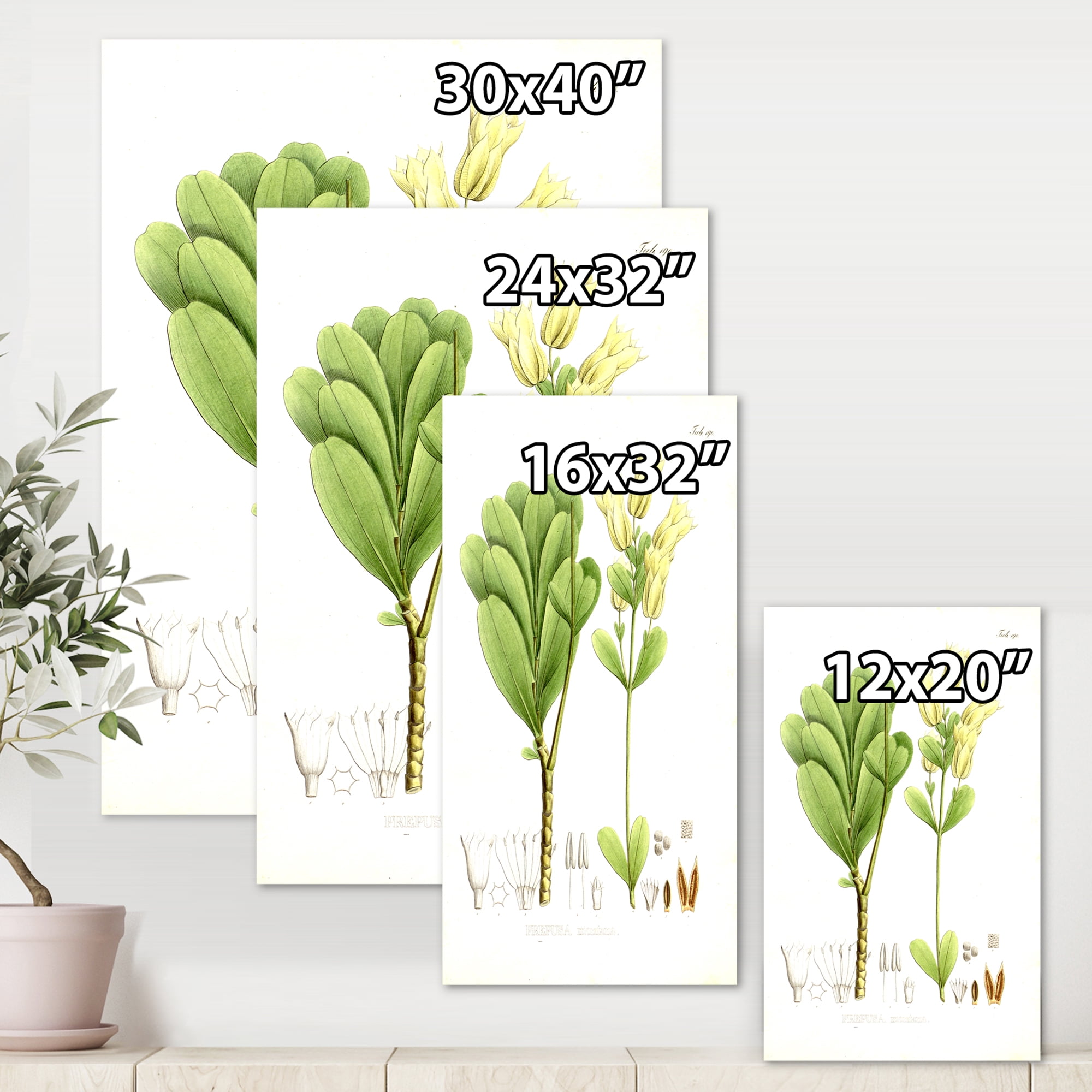 Designart ' Ancient Brazilian Plant III ' Traditional Canvas Wall Art Print