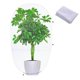thumbnail image 2 of Paquete de 2 redes protectoras para plantas de jardín de 3x30 pies - Red para árboles frutales con cordón - Cubierta protectora para plantas de tomate para proteger plantas de cítricos, frutas y flores de insectos y pájaros. Sincero Electrónica, 2 of 5