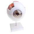 thumbnail image 4 of Simulation Modèle d'Étude Anatomique Modèle d'Œil Humain Figurine de Laboratoire de Boule d'Œil Fournitures, 4 of 9