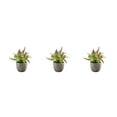 thumbnail image 4 of Decodeary Green Eco-friendly Artificial Money Tree In Pot Long-lasting Durability Realistic Appearance purple rose 3Set, 4 of 6
