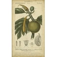 thumbnail image 2 of Turpin 20x32 White Modern Wood Framed Museum Art Print Titled - Exotic Botanica IV, 2 of 4