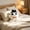 Black, variant on ShengapQ Halloween Ghost Throw Pillow, Cute Cushion, Soft Lumbar Pillow, Decorative Pillow for Living Room, Sofa and Bed Accent, Adorable Ghost Shape, Whimsical Home Decor