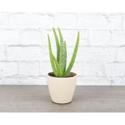 Live Aloe Vera Plant - 4" Biodegradable Pot - Natural