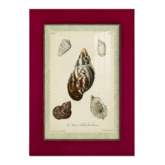 Bookplate Shells VII - Framed Print w/glass - Cherry Red