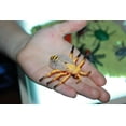 thumbnail image 4 of Figuras Bug Play BOHS XB-LB523, 16 unidades, para uso educativo, 4 of 7