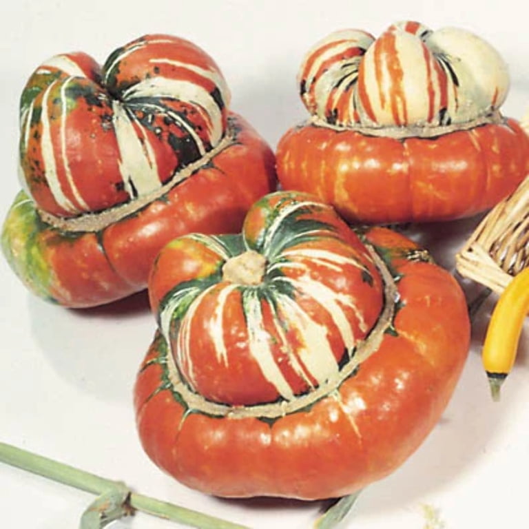 Turks Turban Gourd Garden Seeds - 1 oz - Non-GMO, Heirloom Vegetable Gardening Seed - Cucurbita Maxima