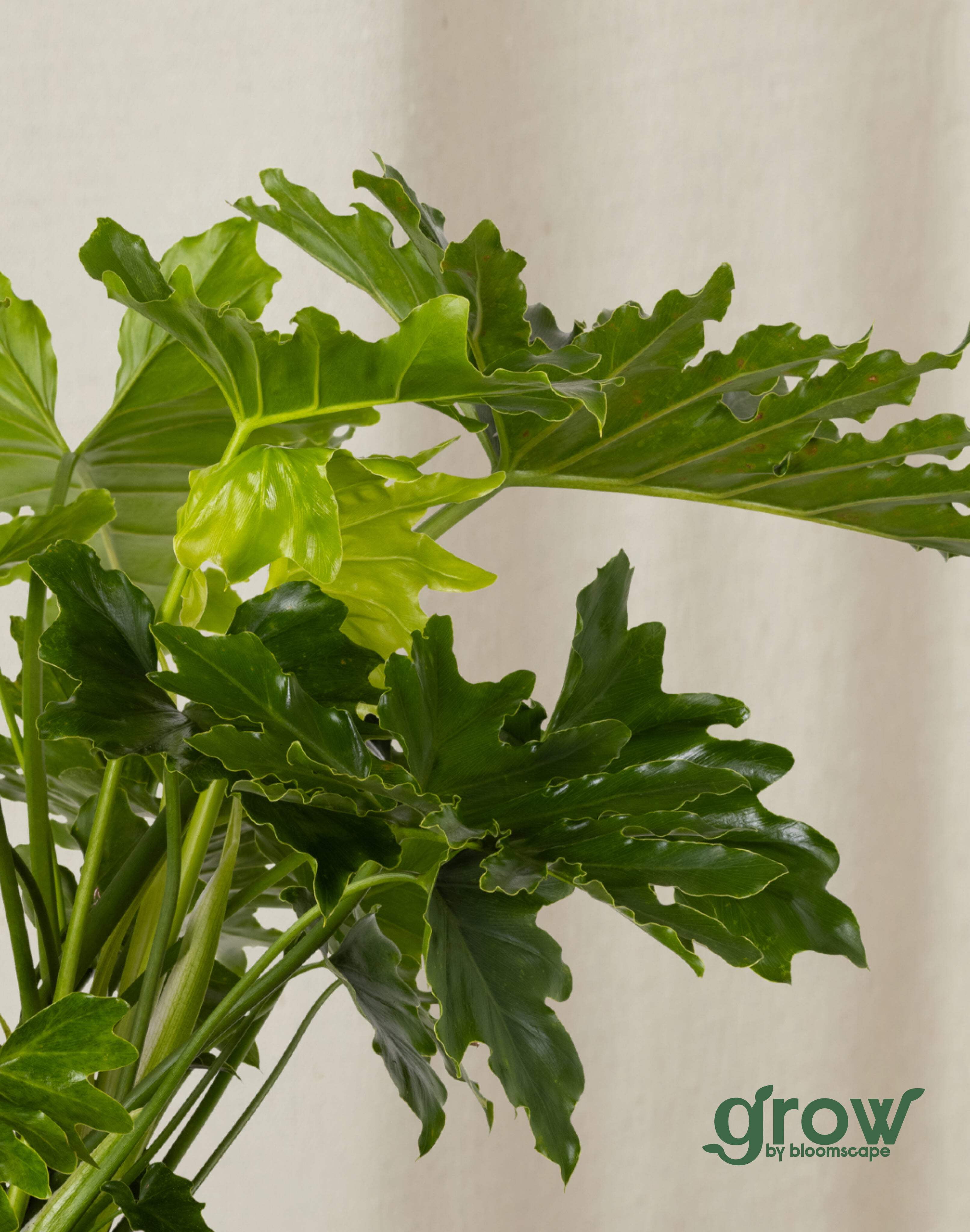 Grow by Bloomscape Live Potted Indoor 22in. Tall Philodendron Hope Selloum; Tropical Plant in 10in. EcoPot