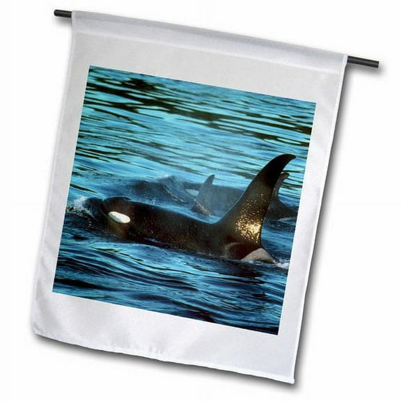 3dRose, Killer Whales or Orca, San Juan Islands, Washington - US48 KSC0024 - Kevin Schafer, 18 x 27 inch Garden Flag