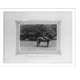 thumbnail image 2 of Historic Framed Print, [Turhan, a dark bay Arabian and Hungarian hybrid, born in the Imperial Stud Farm].Constantinople, Abdullah Frères., 17-7/8" x 21-7/8", 2 of 9