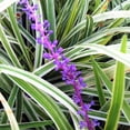 thumbnail image 5 of Expert Gardener Variegated Liriope 'Lily Turf' (2.5 Quart) Semi-Evergreen to Evergreen Groundcover Perennial - Full Sun to Part Sun Live Outdoor Plant, 5 of 7