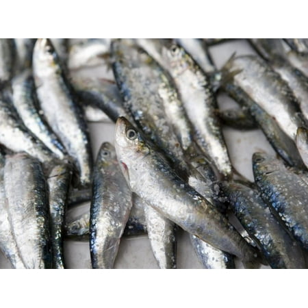 Art For Africa - Fresh Sardines for Sale, Essaouira, Morocco, North Africa, Africa Print Wall Art By Martin Child