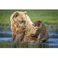 thumbnail image 2 of C. Sink, Jeffrey 24x17 White Modern Wood Framed Museum Art Print Titled - Bear-Back Ride?, 2 of 4