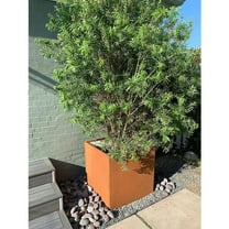 26"Lx26"Wx26"H Large CORTEN Steel Planter Box Metal Tree Planter for Garden Yard
